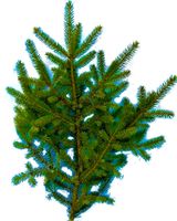 Gałązka świerkowa zielona żywa na wieniec wiązanka stroik GIRLANDA Wianek