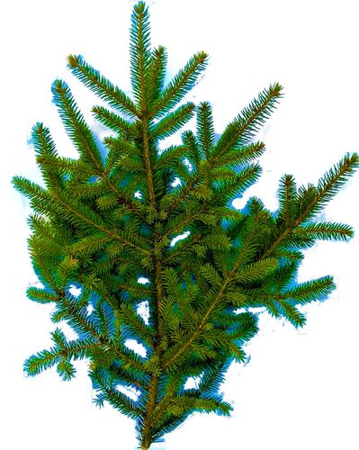 Gałązka świerkowa żywa Świerk Zielony na wieniec wiązanka stroik na grób na Arena.pl