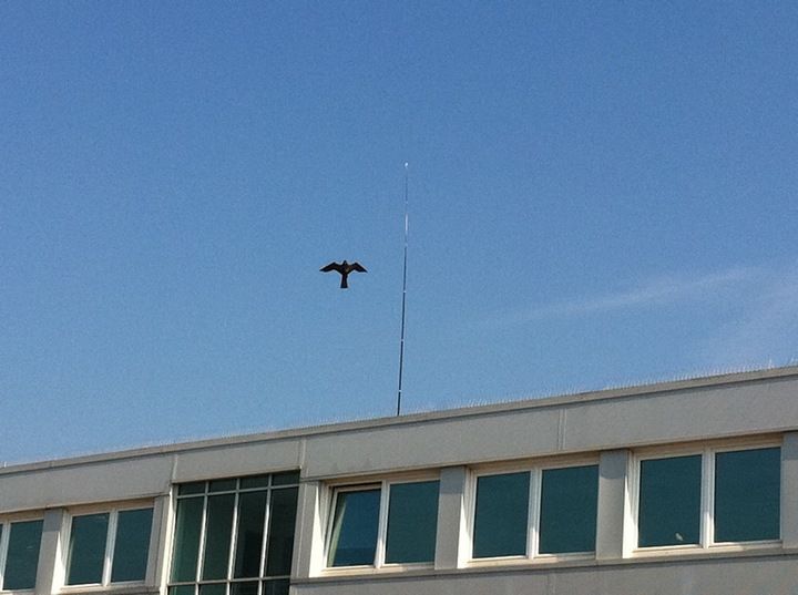 Odstraszacz Ptaków Duży Latawiec Jastrząb CH2 zdjęcie 5