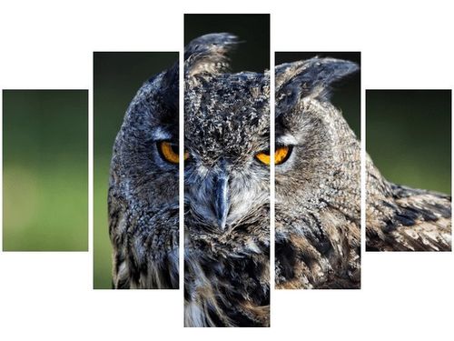 105CM 150CM OBRAZ 5 ELEM SOWA FEANS DRUK na Arena.pl