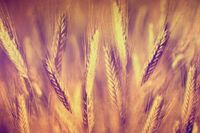 product-compare-62142476