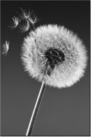 100 70CM OBRAZ PŁÓTNO DMUCHAWIEC GEMMA STILES PŁÓTNO RAMA