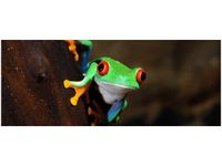 100X40CM CHWYTNICA CZERWONOOKA OBRAZ DREWNO