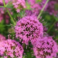 Kozłówka długoszyjkowa Okrywowa Płożąca Różowy Dywan (Phuopsis stylosa)