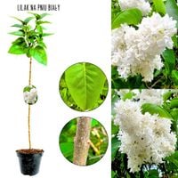 Lilak Biały NA PNIU śnieżnobiałe kwiaty 50-90 cm