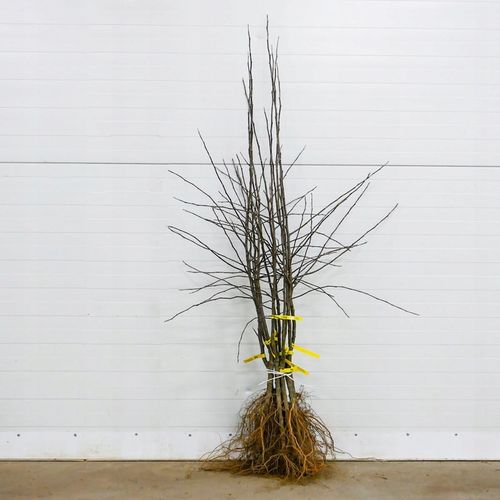 SADZONKI DRZEWKA OWOCOWE JABŁOŃ MALINOWA OBERLANDZKA MALINÓWKA STARA na Arena.pl