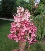 HORTENSJA CANDLELIGHT - sadzonki w doniczkach