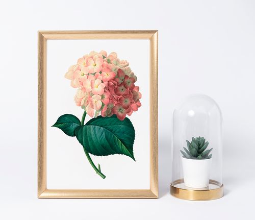 Plakat hortensja vintage 30x40 cm na Arena.pl