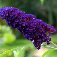 Budleja Dawida 'Black Knight' (Buddleja davidii) Doniczka 2.0L