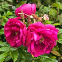 Róża pomarszczona EMOTION Karminowa Cudnie pachnie Półpełna Rosa Rugosa C3