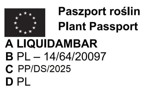 AMBROWIEC BALSAMICZNY - sadzonki 15 / 30 cm na Arena.pl