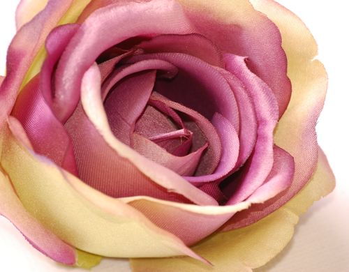 Róża główka violet green na Arena.pl