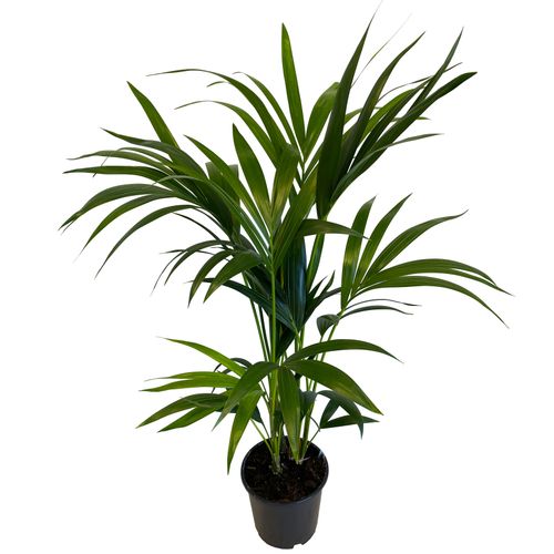 PALMA KENTIA (Kencja, Howea)  100cm na Arena.pl