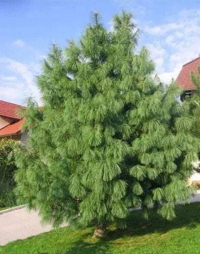 SOSNA HIMALAJSKA długie igły - sadzonki 15 / 25 cm na Arena.pl