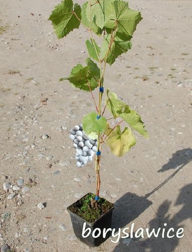 Winorośl 'Agat Doński' (Vitis) w doniczkach P9, wysokość 60-80 cm na Arena.pl