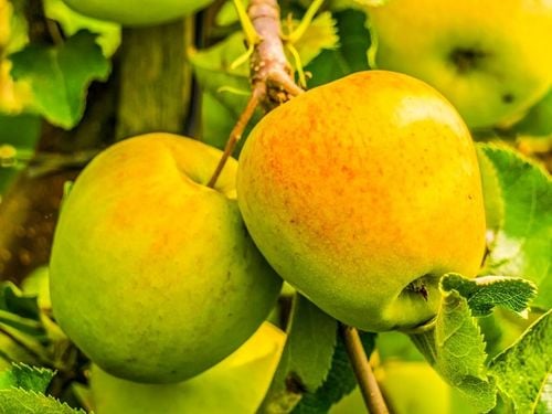 Jabłoń JONAGOLD odmiana ŁATWA W UPRAWIE o BARDZO DUŻYCH i smacznych na Arena.pl