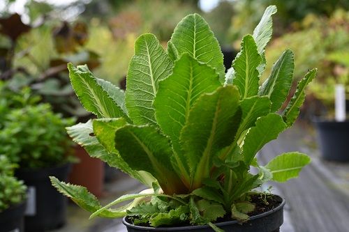 Pierwiosnek ząbkowany sadzonka bylina rabaty na Arena.pl