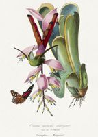 Plakat 50x70cm Koliber, Paul Gervais Vintage do Salonu