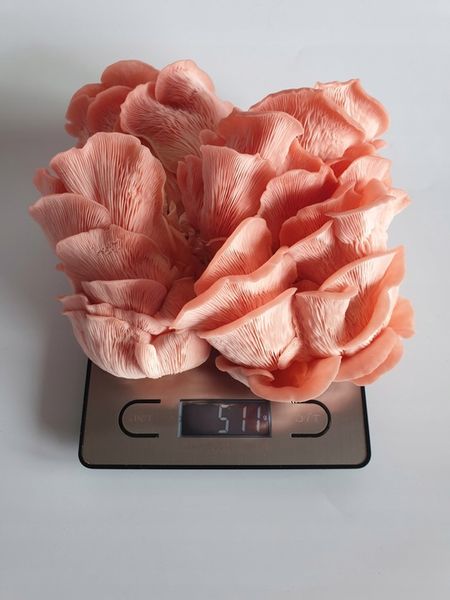 Grzybnia do uprawy domowej boczniak różowy zdjęcie 7