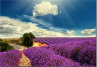 100 70CM OBRAZ PŁÓTNO LAWENDOWY KRAJOBRAZ PŁÓTNO RAMA
