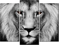 product-compare-58672485