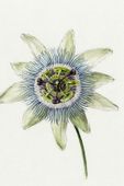 Plakat 20x30cm Passion Flower, Jean Bernard Vintage do Salonu