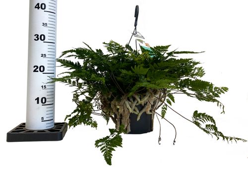 HUMATA TYERMANNII PAPROĆ 30 cm na Arena.pl
