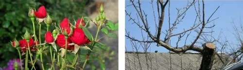 SEKATOR GR6208 PRO NOŻYCE DO CIĘCIA GAŁĘZI TEFLON na Arena.pl