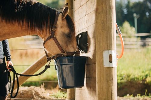 WYSŁODKI BURACZANE Niemelasowane suche 20kg dla KONIA OWIEC ALPAK na Arena.pl