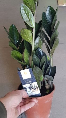 Zamiokulkas RAVEN ZAMIA na Arena.pl