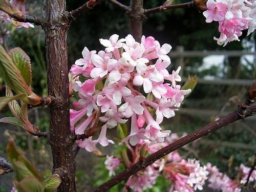 Kalina Dawn kwitnąca zimą zwiastun wiosny P9 na Arena.pl