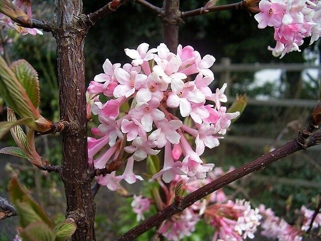 Kalina Dawn kwitnąca zimą zwiastun wiosny P9 zdjęcie 3