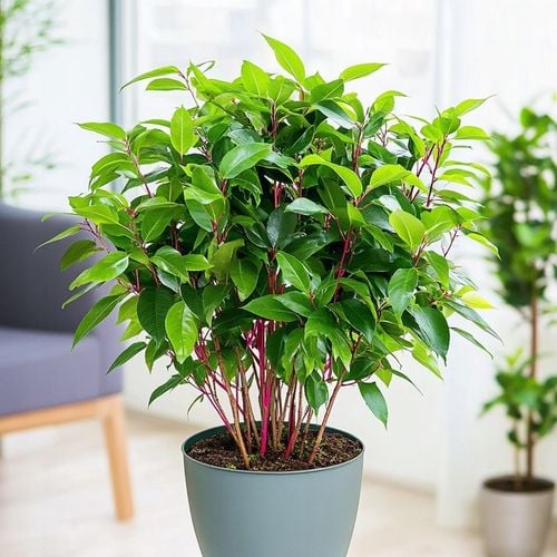 Laurus Nobilis WŁASNY LIŚĆ LAUROWY - Wawrzyn Szlachetny - Drzewko Do na Arena.pl