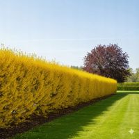 FORSYCJA żywopłot, złoto w Twoim ogrodzie PAKIET 10 sztuk 50 cm