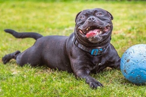 Preparat dla psów kotów na nerki Vet Expert Renalvet 60 kapsułek twist-off na Arena.pl