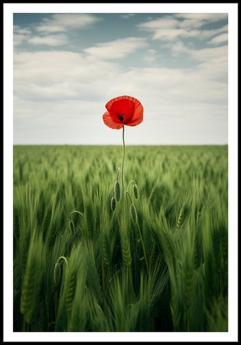 Plakat 68x101cm Samotny Mak na Polu na Arena.pl
