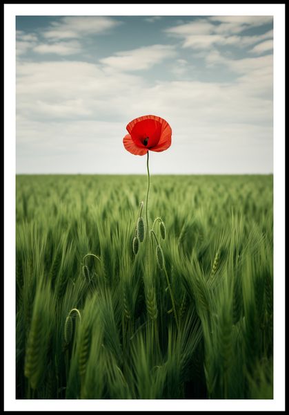 Plakat 68x101cm Samotny Mak na Polu zdjęcie 3