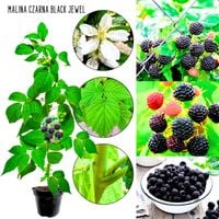 Malina Black Jewel czarna deserowa odmiana KRZEW 40-70 cm