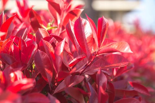 Głogownik Frasera 'Red Robin' (Photinia ×fraseri) Doniczka 2.0L 40- 60cm na Arena.pl