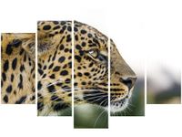 OBRAZ DZIKI KOT LAMPART