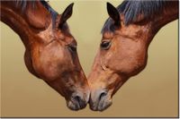 100 70CM OBRAZ PŁÓTNO KONIE PŁÓTNO RAMA