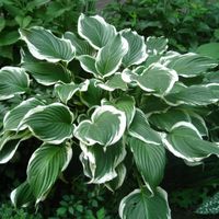Funkia Hosta 'Crispula' Doniczka 2.0L