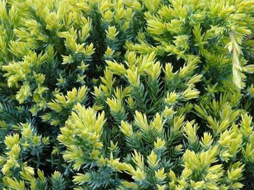 Jałowiec Dream Joy C2 na Arena.pl