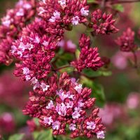 Lebiodka gładka 'Rosenkuppel' Dzikie Oregano (Origanum laevigatum)
