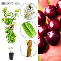 Czereśnia Sweet Verona samopylna wczesna 180-220 cm