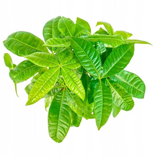 Pachira Aquatica DRZEWKO SZCZĘSCIA I Pieniędzy - Sekrety Feng Shui Dla na Arena.pl