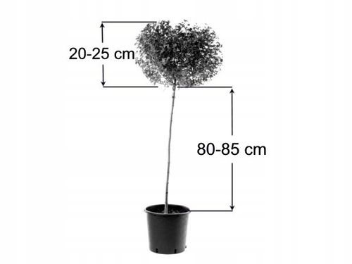 Krzewuszka cudowna BRIANT RUBIDOR Olympiade Na pniu PA80+ Aurea Żółta 110cm na Arena.pl