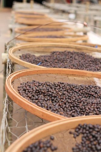 KAWA ZIARNISTA 1 kg FORTE blend BRAZYLIA palona w dniu zakupu DO EKSPRESU na Arena.pl