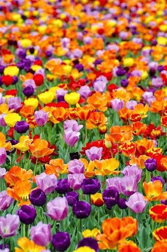 TULIPAN MIX MIESZANKA KOLORÓW cebulki 100 szt. + PREZENT na Arena.pl