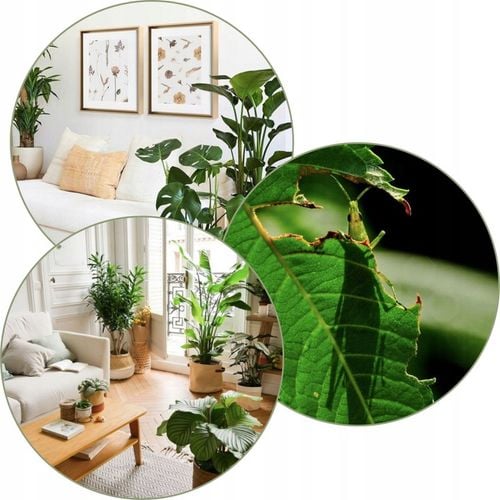 COMPO 2w1 NA CHOROBY I SZKODNIKI - MSZYCE PRZĘDZIORKI WCIORNASTKI na Arena.pl